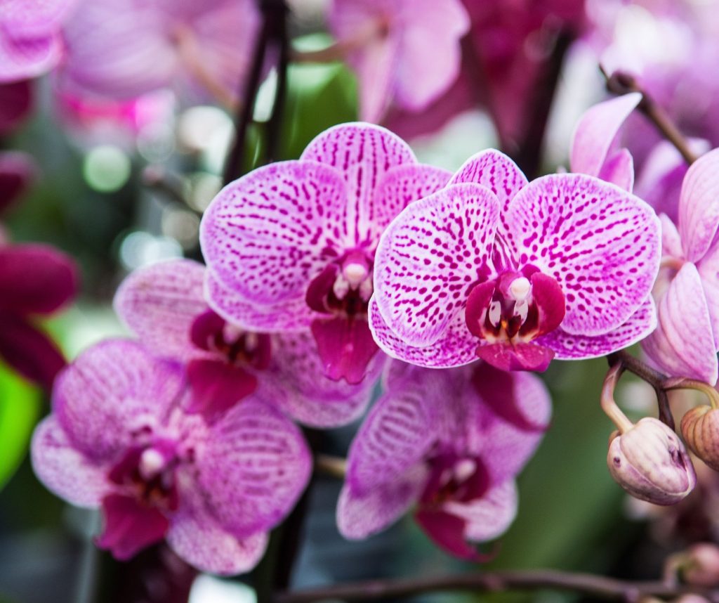 orchidée